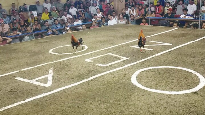 masungit na manok...