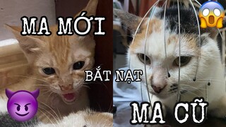 MA MỚI BẮT NẠT MA CŨ???? | KHI LOÀI MÈO GẶP MA MỚI | MINH ANH HOÀNG