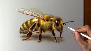 Draw a big bee, this is not real!
