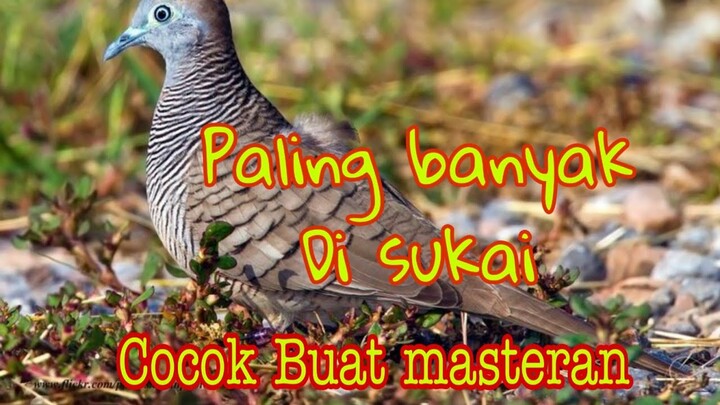 PERKUTUT BANGKOK IRAMA MERDU PALING BANYAK DI CARI