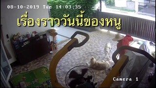 อลาสกัน มาลามิวท์ จอมขี้เเกล้ง : DOG LIFE STORY EP03.2