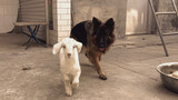 Anjing gembala dan domba, yang awalnya merupakan hal yang sangat indah, tetapi sekarang menjadi sang