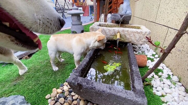 [Hewan]Kandang Anjing Versi 95.0 Sudah Diperbarui, Masih Kurang Apa?