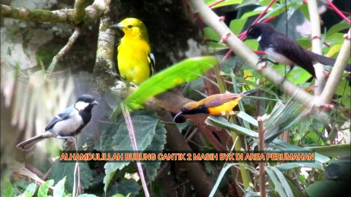 INILAH YANG TERJI || test suara burung ribut di perkarangan rumah.