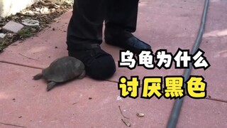 为什么有的乌龟喜欢攻击黑色？