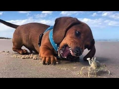 Try Not To Laugh : Funny Babies Faces will Make You Laugh | Funny Videos - Bilibili Try Not To Laugh : Funny Babies Faces will Make You Laugh | Funny Videos - Bilibili