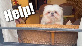 Help! My Shih Tzu Dog Meets An Accident