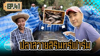 ปลาสวายสิรินทร์ฟาร์ม - [SIRINFARM]​ EP.41