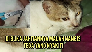 Kucing Yang Di Sakitin Orang Saatnya Buka Jahitan Kasihan Banget Sampai Begini..!