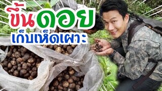 ขึ้นเขาทดสอบฝีมือหาเห็ดเผาะจะได้เยอะแค่ไหนไปดูกัน🤗🍄🌿🎋