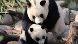 【Panda Meng Meng & Meng Bao】Do Not Mess With Mama When She’s Angry