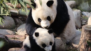 【Panda Meng Meng & Meng Bao】Do Not Mess With Mama When She’s Angry