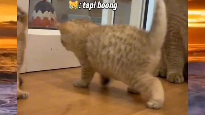 baby cute 😻😻🥰 #short #trending #viral #catlove #fyp #kucing