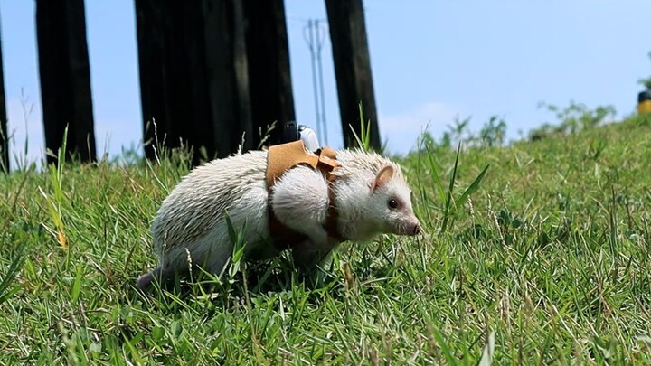 [Animals]A hedgehog walking on the grass with a thumb camera