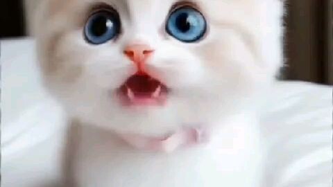Singing cat and cuty cuty cat