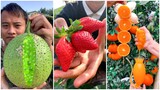 😍Farm Fresh Ninja Fruit #3 | Tik Tok China | (Oddly Satisfying Fruit Ninja)