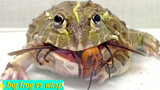 African Bullfrog VS Wasp - Who is better?