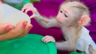 Mis Is Life!! Tiny adorable Luca never forgets the milk  He is so excited when seeing the milk