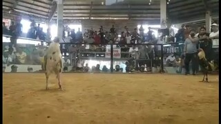 2 cock derby first figth