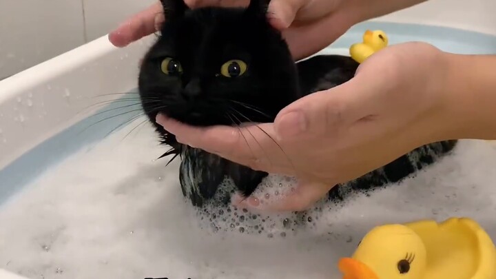 Seekor kucing hitam yang dipelihara selama setahun berubah menjadi kucing putih setelah mandi? ? ?