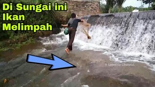 Di Sungai ini ikan Melimpah Ruah