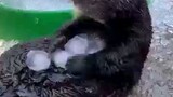 Sea otter playing ice 🧊 🥰