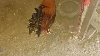 bantex vs standard bantam