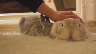 日本网友家的兔子夫妇，每天都喜欢黏在一起，这是在“撒兔粮”吗？