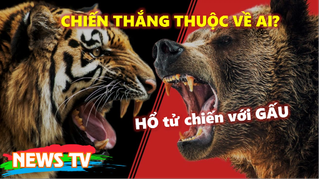 HỔ tử chiến với GẤU, con nào sẽ chiến thắng?