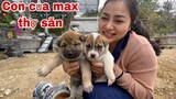 Thăm Đàn Cún Con Của Max Điên Khùng Thợ Săn Số 1 Việt Nam | Săn Bắt Ẩm Thực Vùng Cao