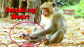 Breaking Heart, Baby Monkey Anissa Millions Cry, Kidnapper King​ ​Aron Kidnapped Baby From Anna