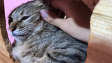 Induk Kucing: Kamu Boleh Pegang Sekali