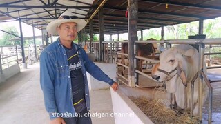 คอกวัวมาตรฐานในพื้ืนที่จำกัด กับพี่ม็อค PD  brahman farm 086-264-7478