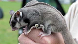 ชูการ์ไกลเดอร์  สัตว์เลี้ยงน่ารัก จะซนหรือเชื่อง มาดูกัน ! (Sugar glider)