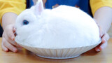 How does steamed rabbit grow bigger and bigger?