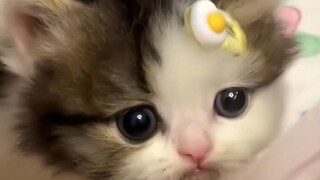 Anak kucing bodoh yang lucu membaginya dengan kamu yang cantik