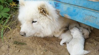 Samoyed yang tersesat datang ke lokasi pembangunan