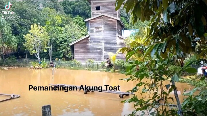 Ikan bawal hampir lepas 🤭🤭