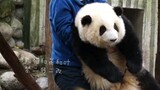 【Panda He Hua】Keeper Retrieving Hua Hua