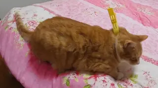 Orange Cat: Why Clipping Me?