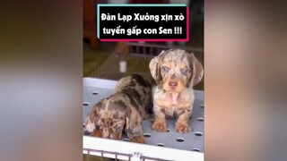 Chó Thần tài nè cả nhà, ai biết dòng gì và màu gì không LearnOnTikTok thucung tuitienpet