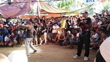 Lumalaban Talaga sa basaan 10 month old stag vs. 1 year bullstag
