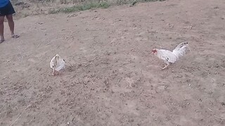 White Kelso vs white cross sa dom