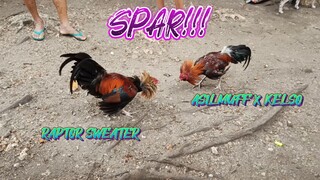 RAPTOR SWEATER VS ASIL MUFF KELSO   SPAR!!     JRP BACKYARD