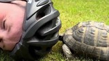 Why do some turtles like to attack black?