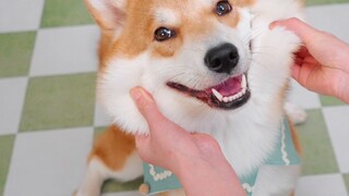 Chó con hỗn hợp Corgi và Shiba Inu, nó trông giống ai khi lớn lên?