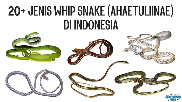 20+ Jenis Whip Snake (Ular Pucuk, Ular Janur, Ular Tali Picis, Ular Terbang, dll) di Indonesia