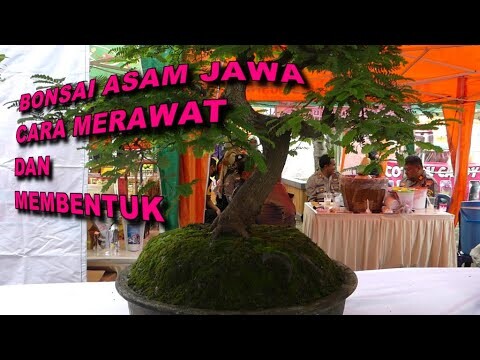 INI BARU BONSAI ASAM JAWA..