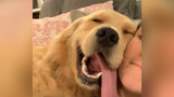Khoảnh khắc ngọt ngào giữa chủ và chó