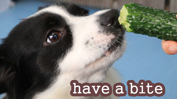 Border Collie's One Small Bite And German Sheperd's One Small Bite